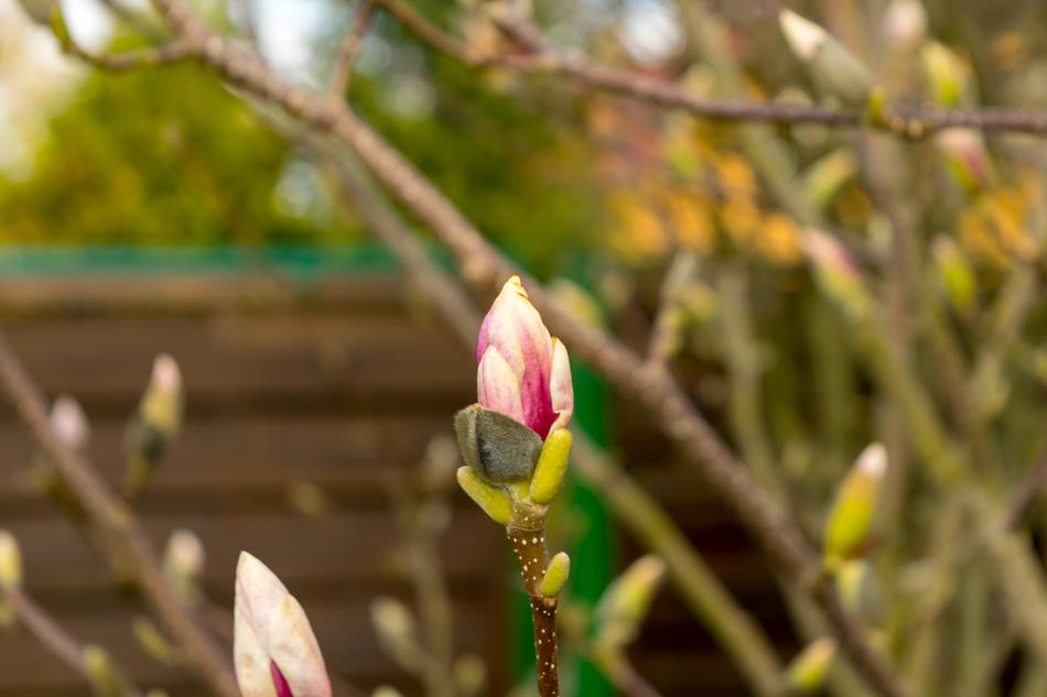 Nature Plant Magnolia