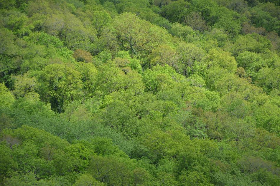 Peaks Trees Forest Color