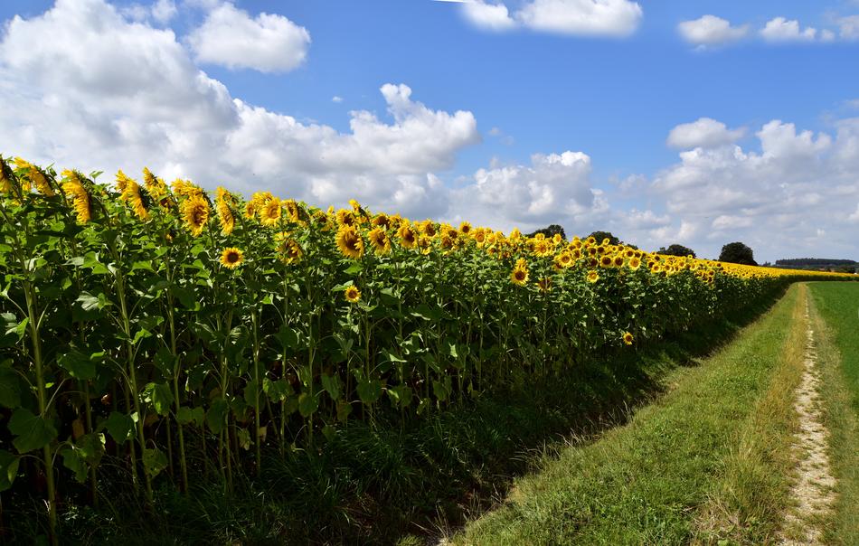 the field is large and long