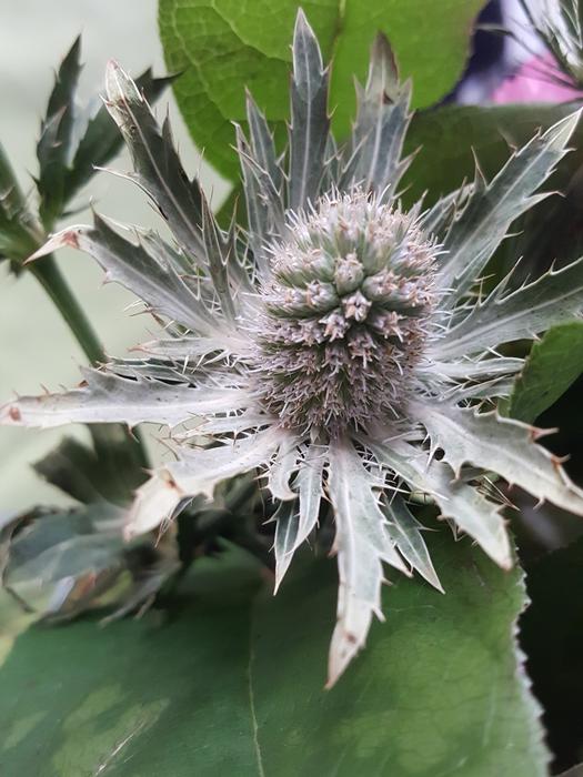 Flower Thistle Grey