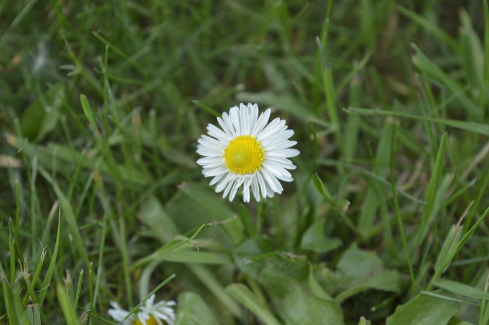 Nature Plant Lawn