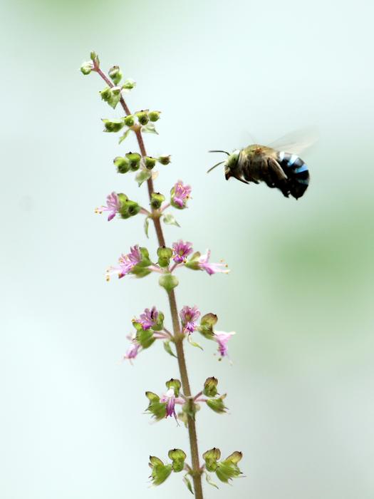 Bee Blue Small