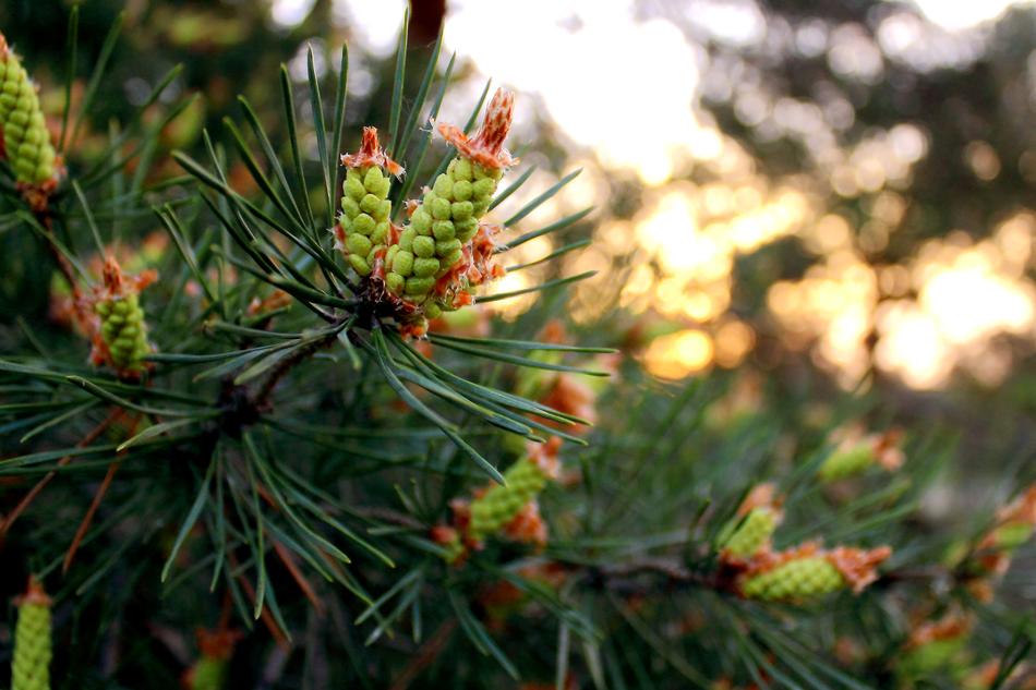 Tree Nature Season
