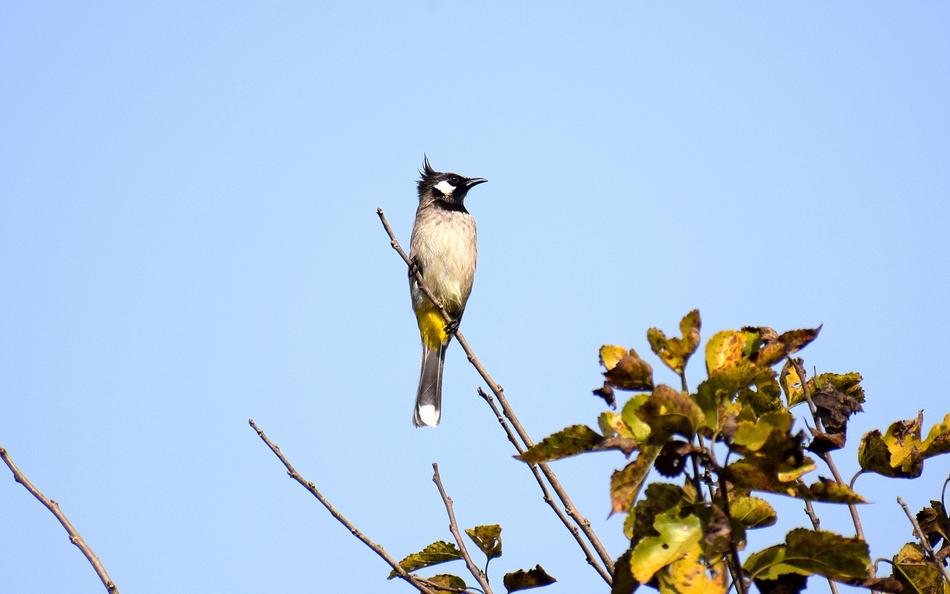 Nature Outdoors Bird