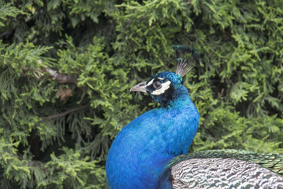 Birds Nature Nice