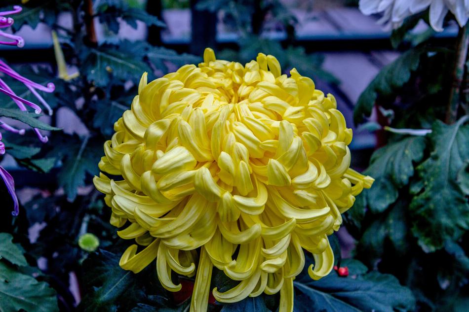 yellow petunia landscape