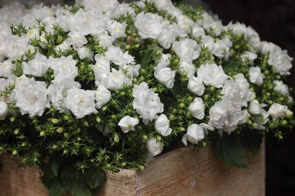 Flower Nature Bouquet De Fleurs