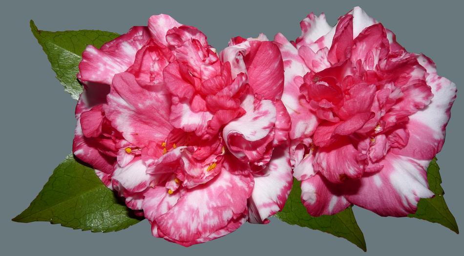 Camellias Flowers Garden