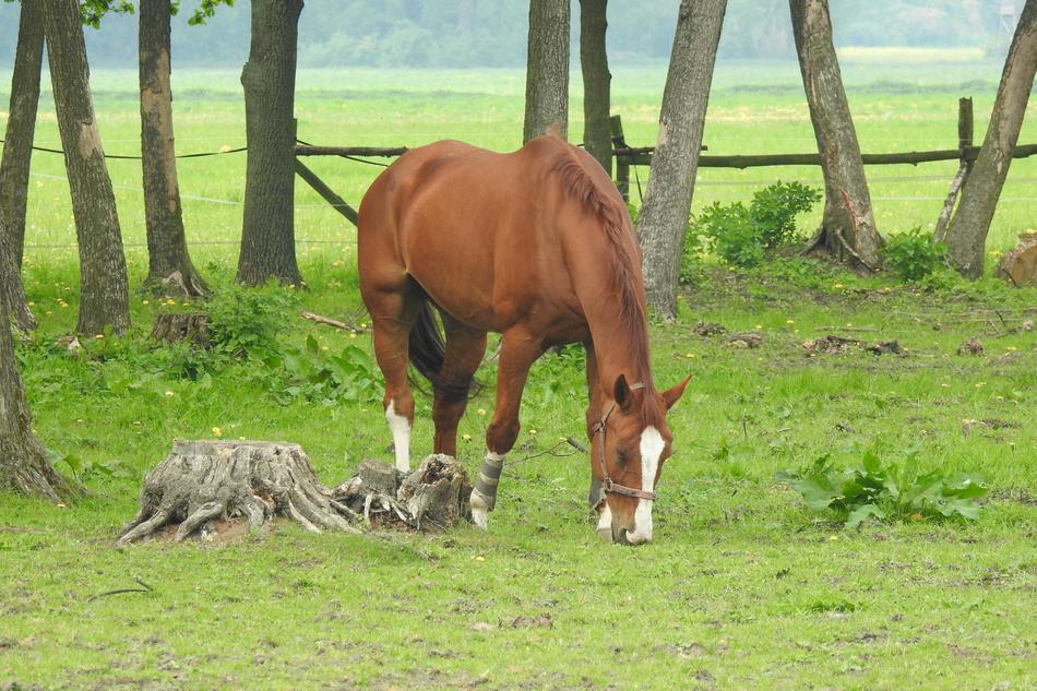 Lawn Mammals Farm