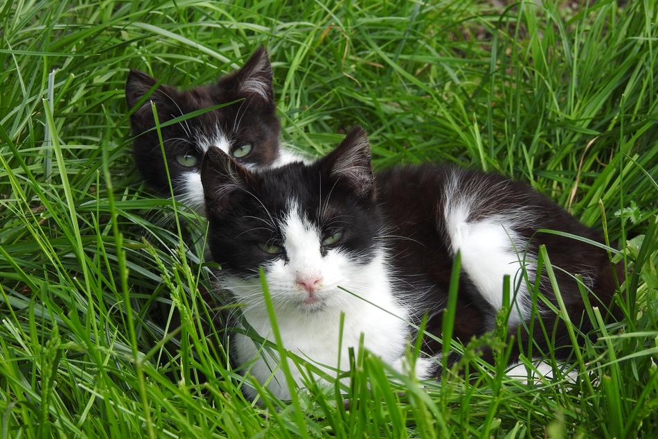 Lawn Charming Animals
