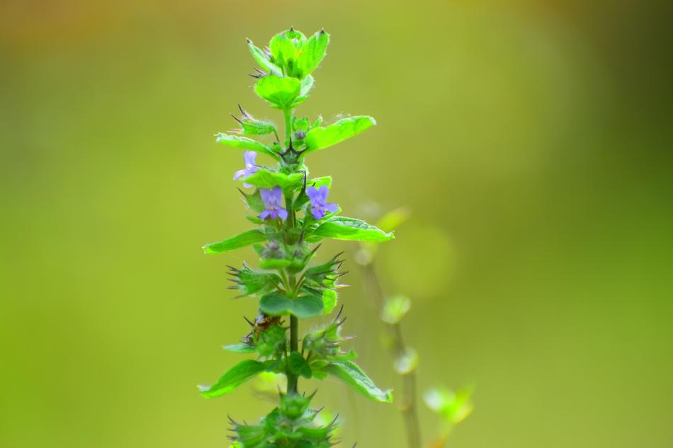 Leaf Nature Flora