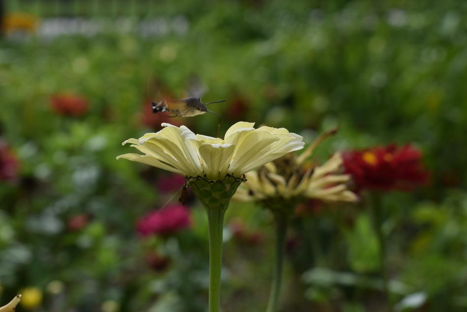 Nature Flower Plant