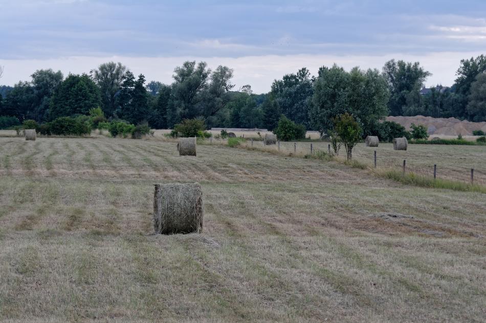 Field Haymaking Hay