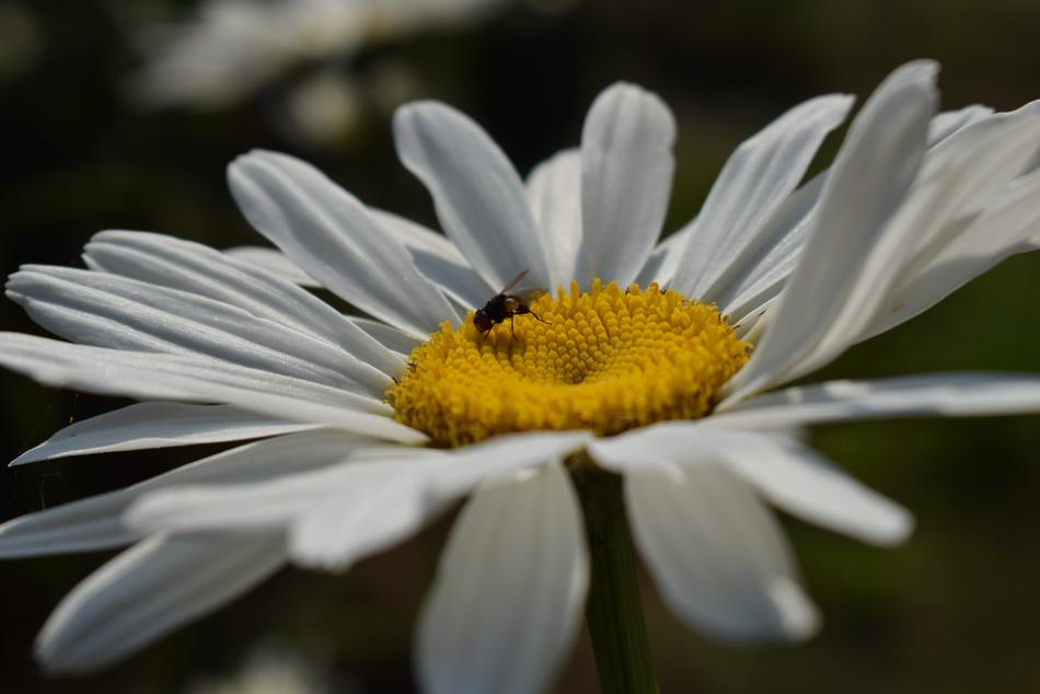Nature Plant Flower