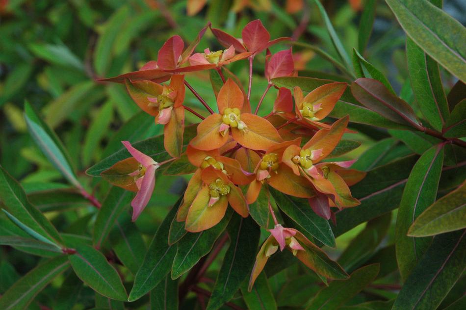 Nature Plant Flower