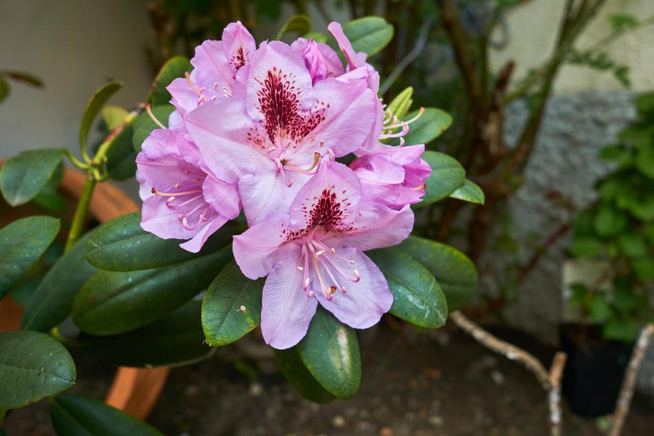 Flower Nature Plant