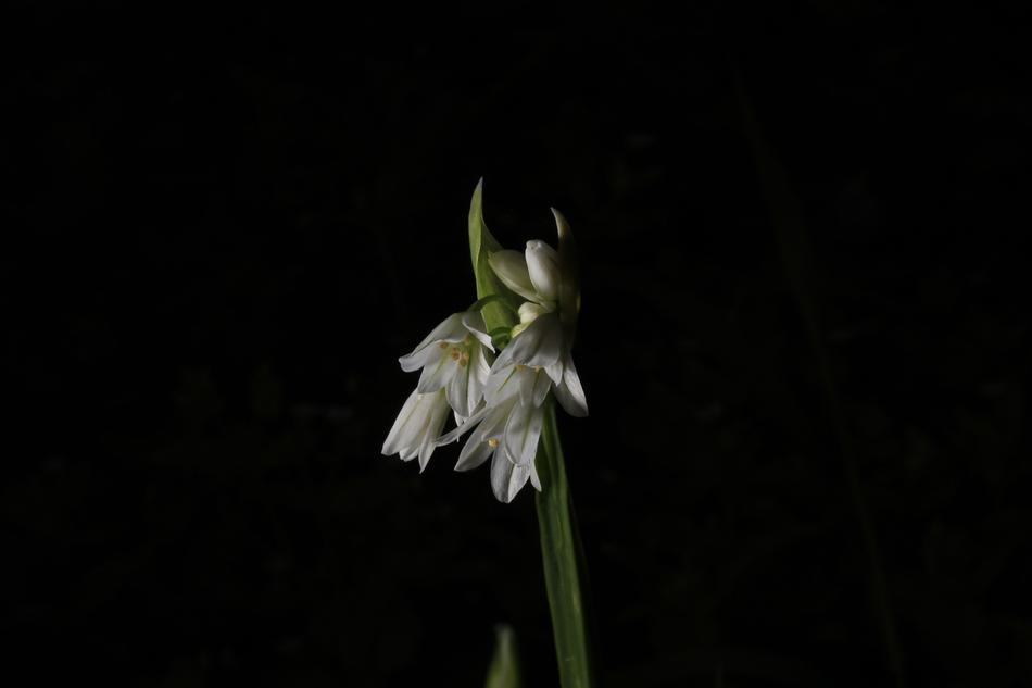 white flower on black background view