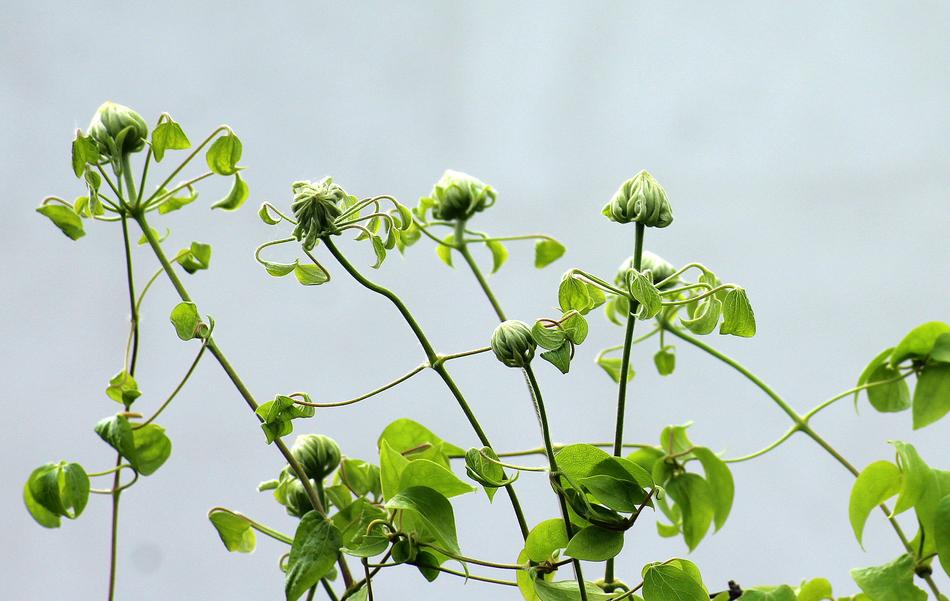 Clematis The Buds Boost