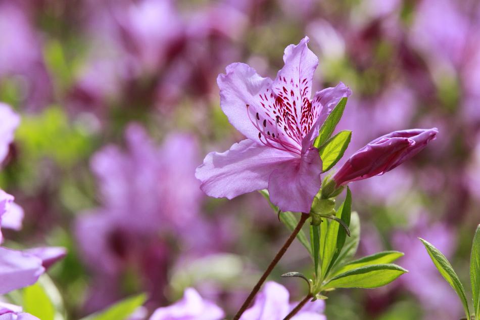 Nature Flowers Plants