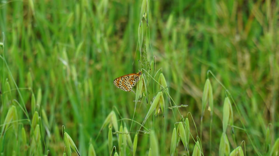 Butterfly Prato Spring