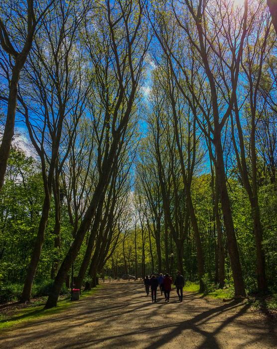 Tree Wood Nature