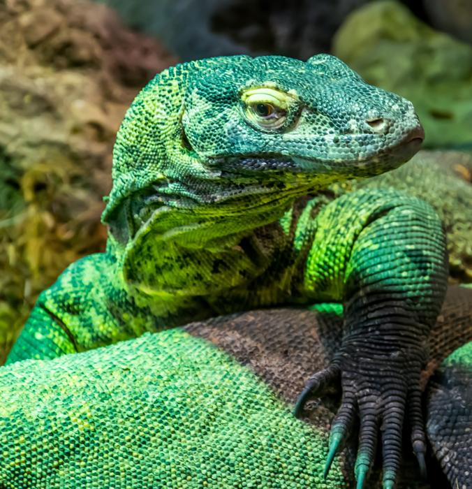 Reptile Lizard Nature
