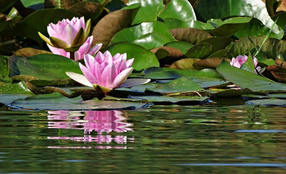 Puddle Lotus Flower