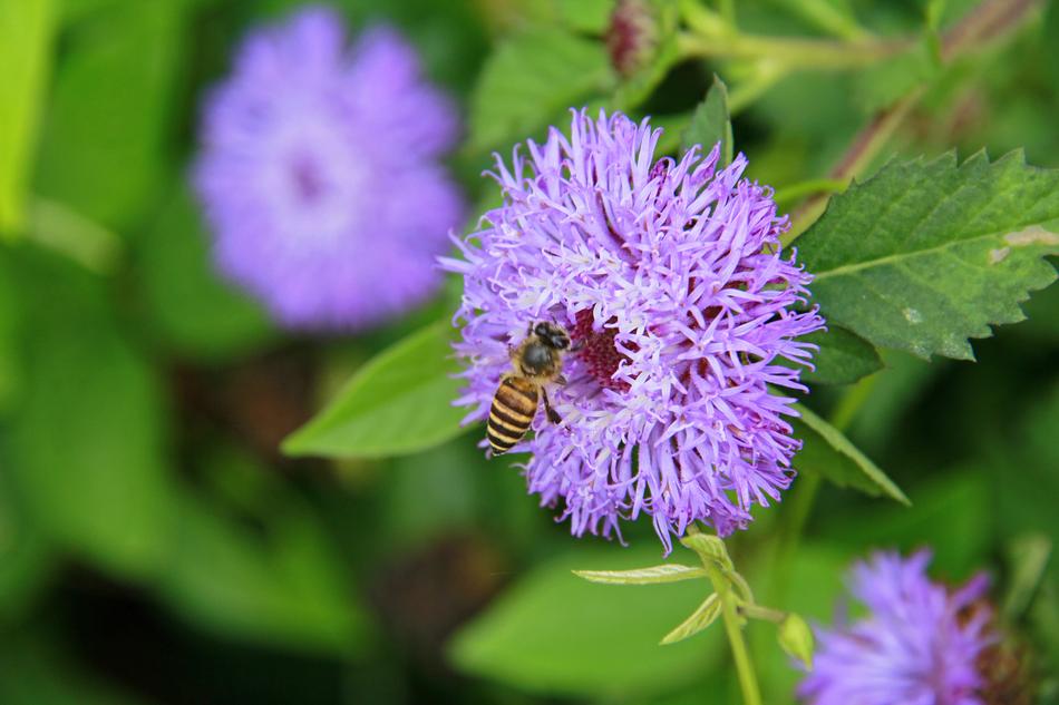 Flowers Bee Insects