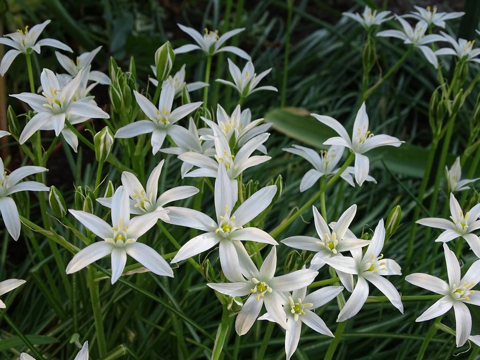 a field of lilies of white delight