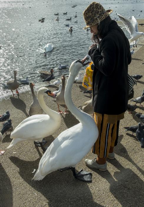 Woman among the beautiful birds near the water in Kensington, London, England
