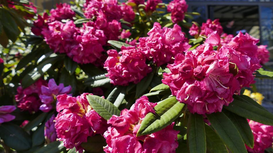 Flowers Bloom Nature