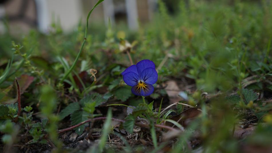 Nature Flower Flora