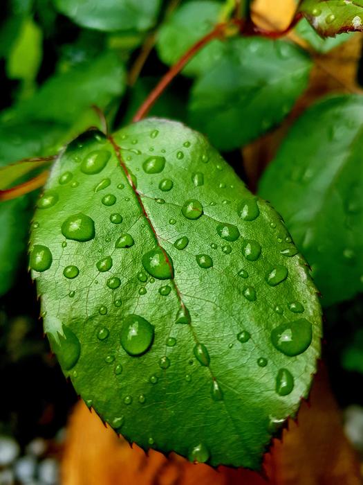 Leaf Flower