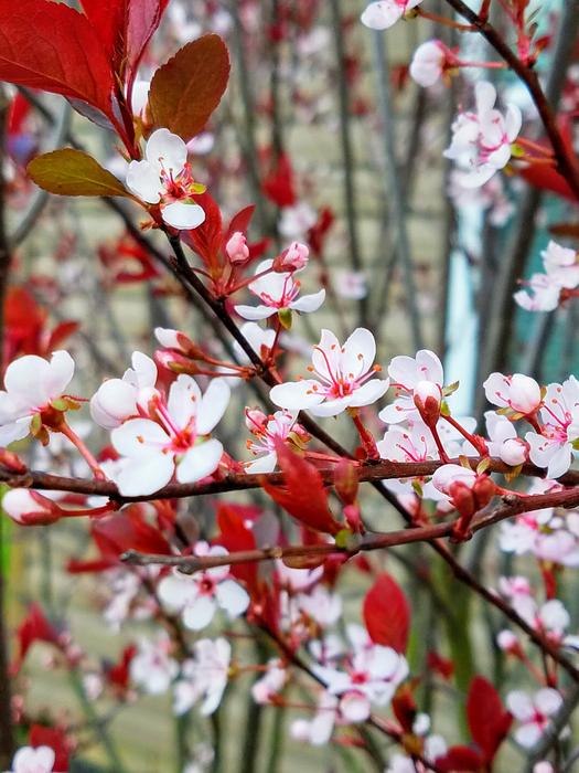 Flower Branch Tree