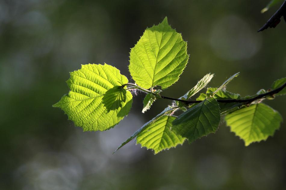 Hazel Plants Trees Spring