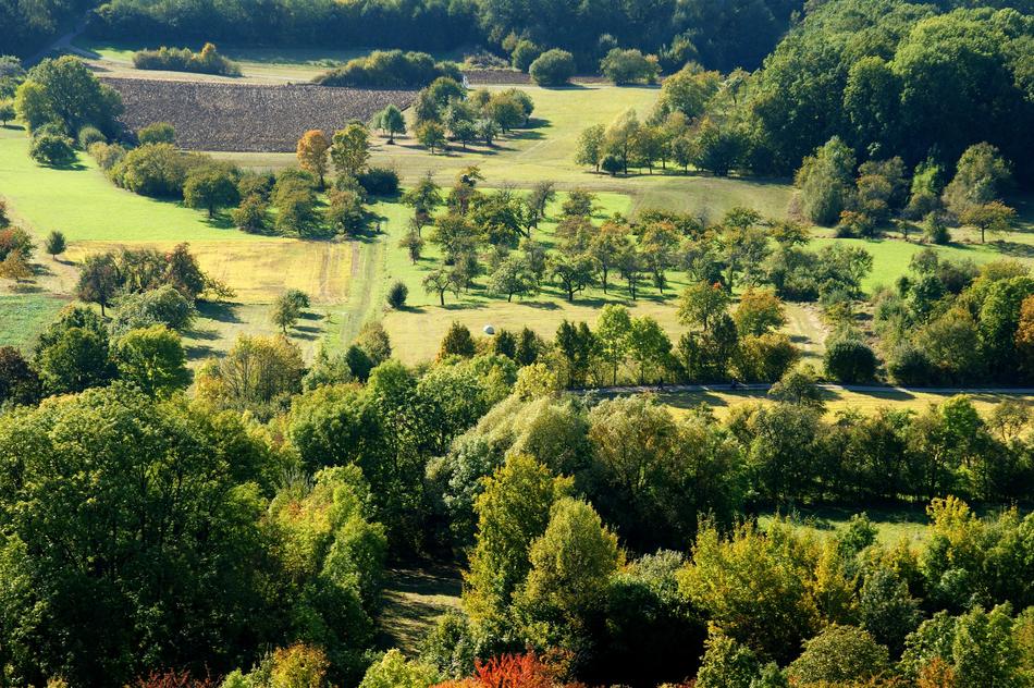 Nature Tree Landscape