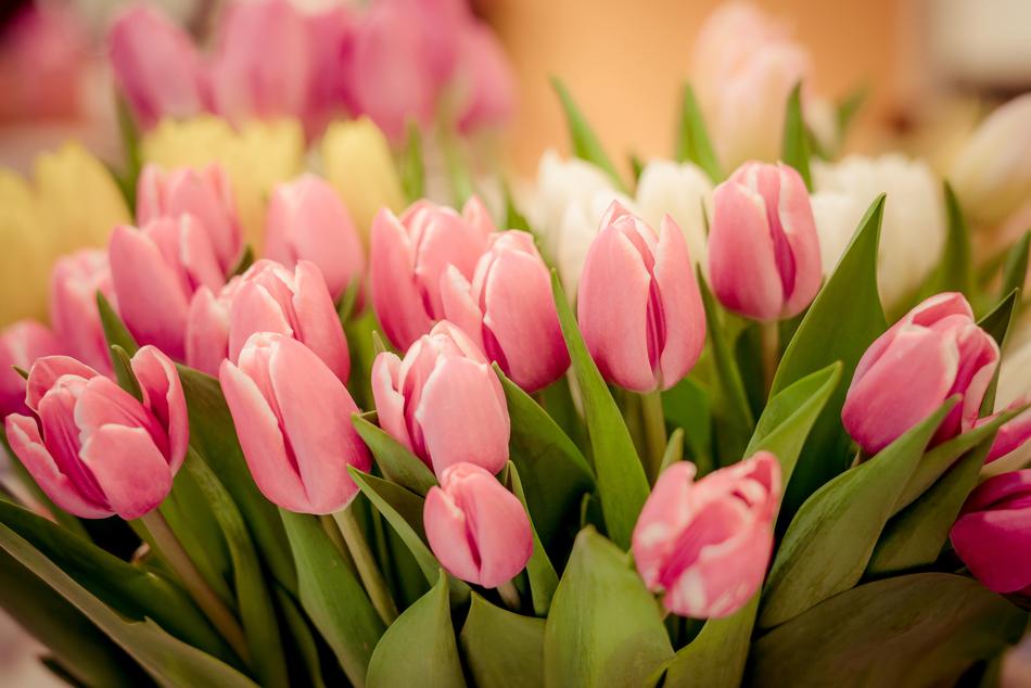 Tulip Flower Nature