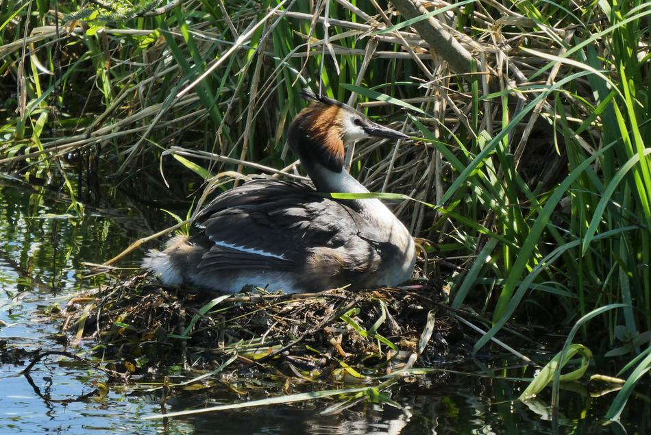 Grebe Bird'S Nest Hatch