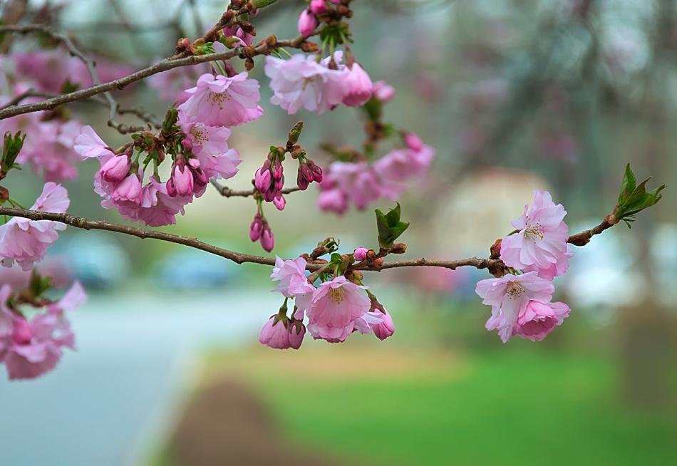 Flower Tree Branch