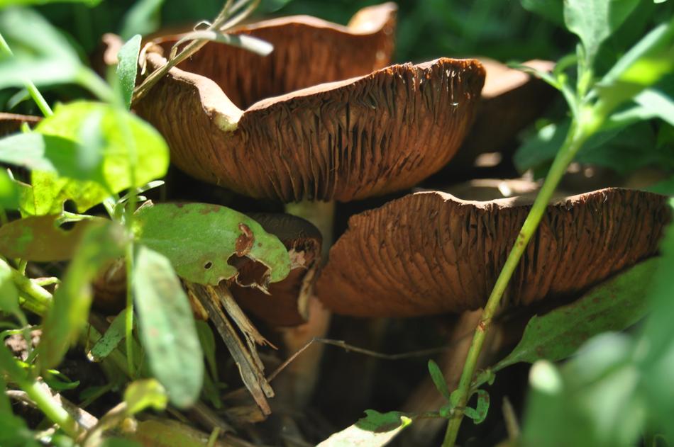 Nature Food Leaf