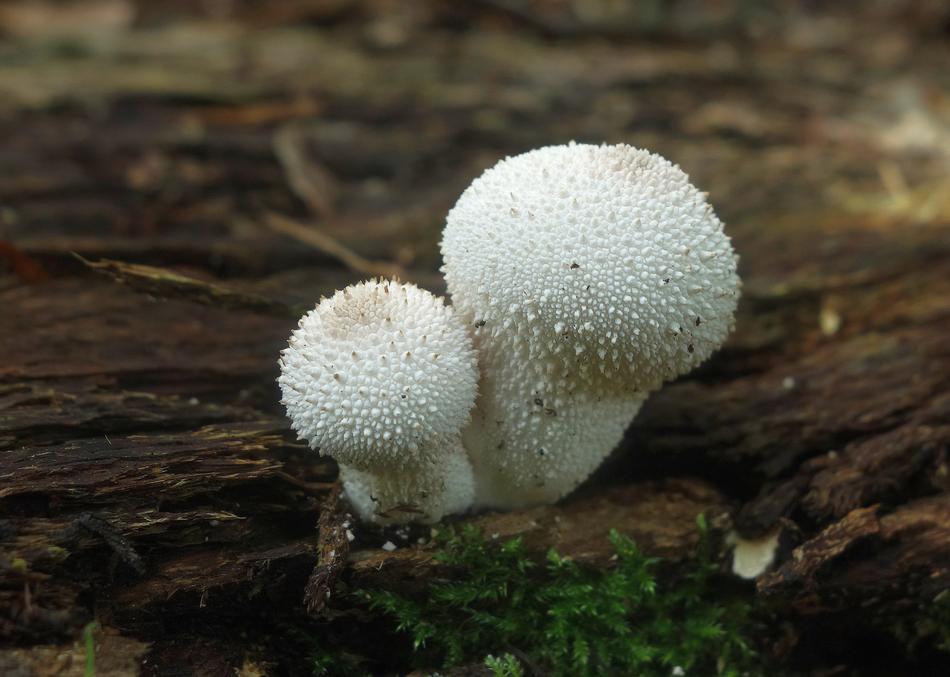 Mushroom Nature Moss