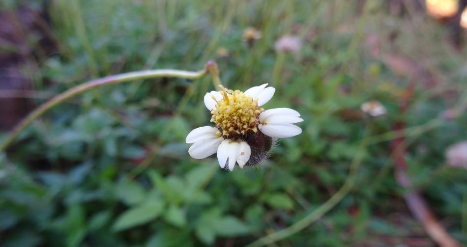 Nature Flower Flora