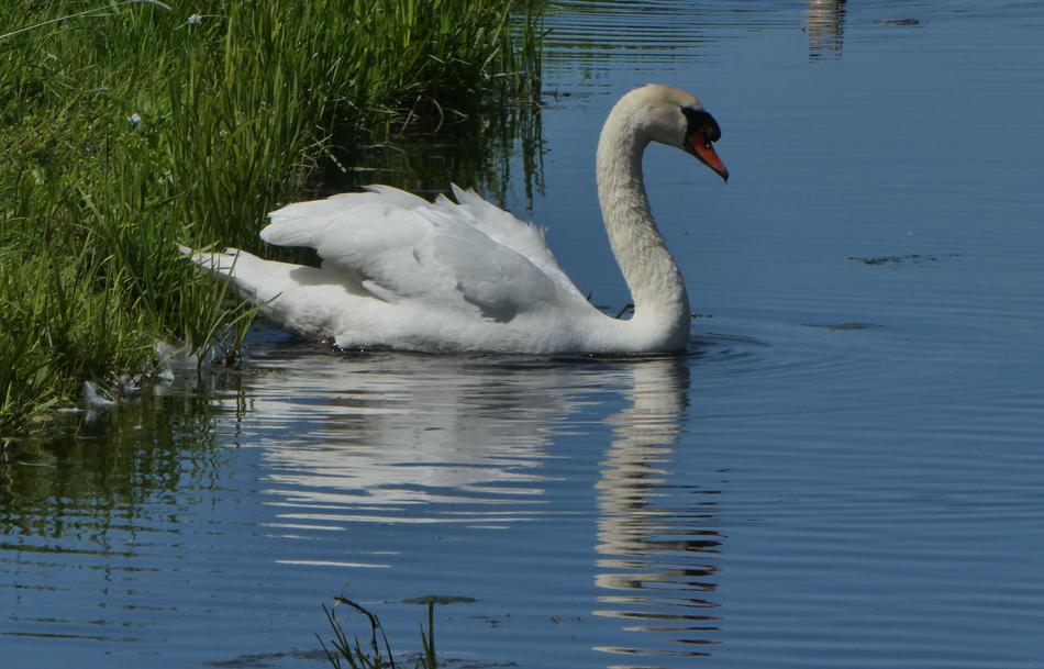 a white swan by the grass in the water