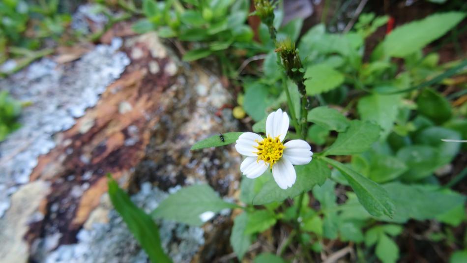 Nature Leaf Flora