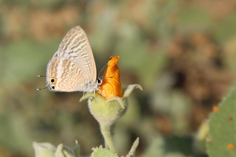Nature Butterfly Outdoors