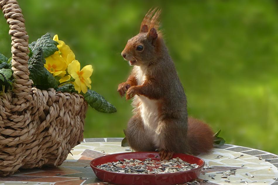 Nature Animal Mammal