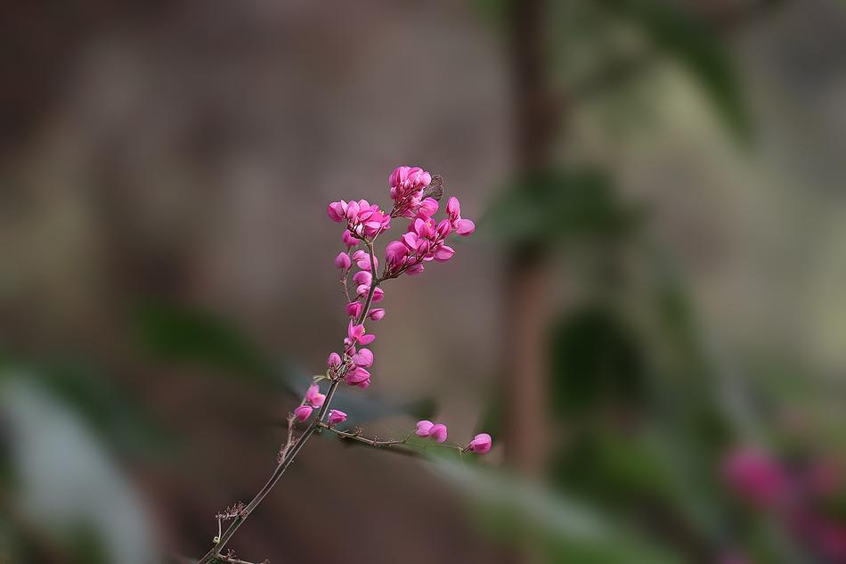 Flower Nature Flora