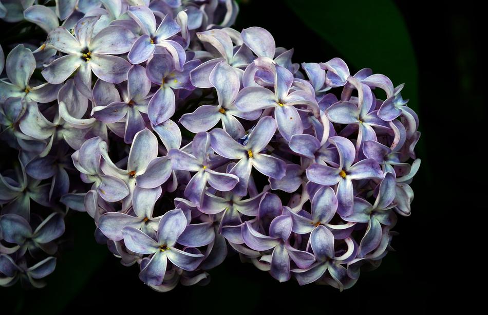 Flower Without Plant