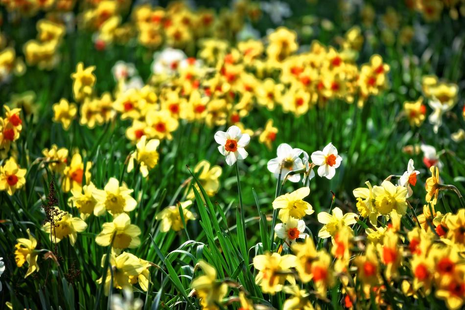 Daffodil Flower Narcissus