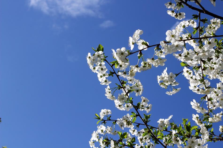 White Flowers Spring Floral